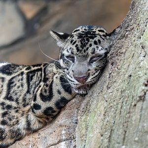 Bornean Clouded Leopard - Neofelis diardi borneensis