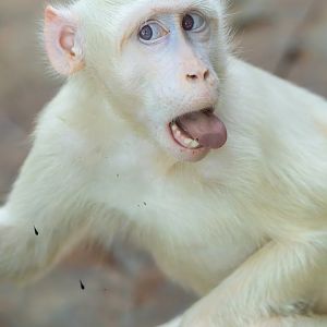Crab-Eating Macaque (albino) - Macaca fascicularis