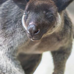 Grizzled Tree Kangaroo - Dendrolagus inustus