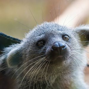 Javan Binturong - Arctictis binturong penicillata