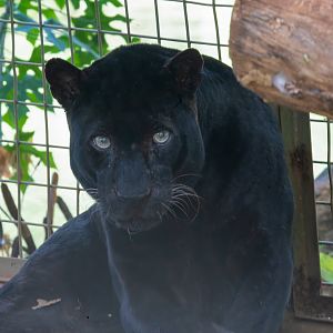 Javan Leopard - Panthera pardus melas