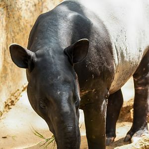 Malayan Tapir -Tapirus indicus