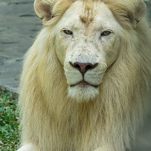 White Lion - Panthera leo krugeri