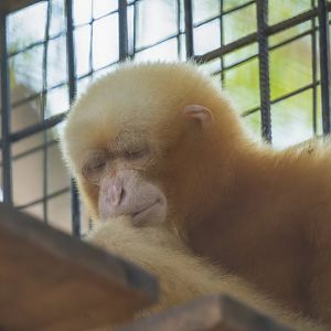 Siamang (Golden) - Symphalangus syndactylus