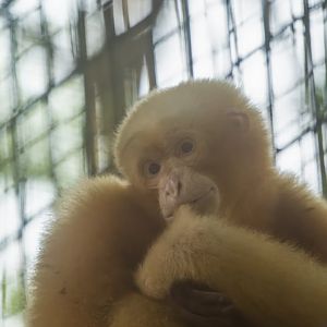 Siamang (Golden) - Symphalangus syndactylus