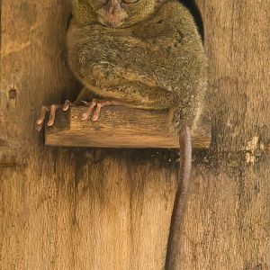 Spectral Tarsier - Tarsius spectrum