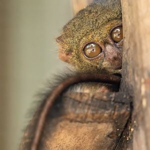 Spectral Tarsier - Tarsius spectrum