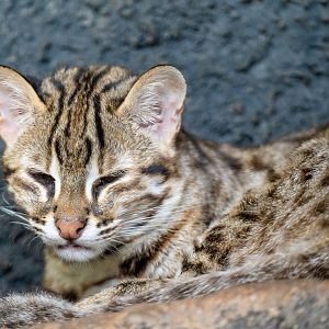 Sunda Leopard Cat - Prionailurus javanensis