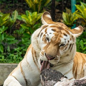 Golden Tiger -  Panthera tigris