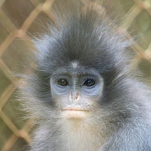 Grizzled Leaf Monkey - Presbytis comata