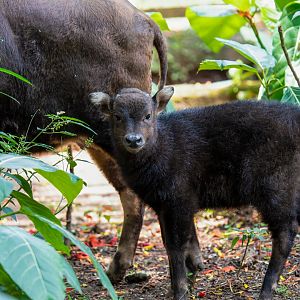 Lowland Anoa - calf - Bubalus depressicornis