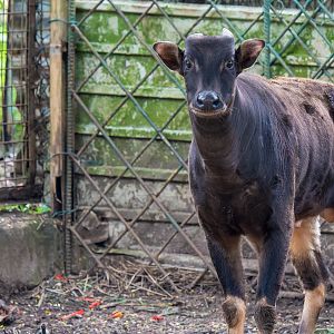 Lowland Anoa - Bubalus depressicornis