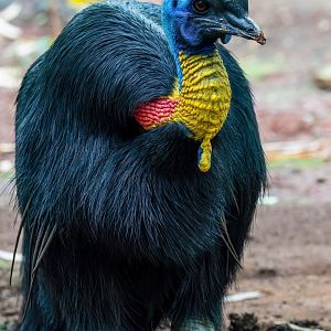 Northern Cassowary - Casuarius unappendiculatus