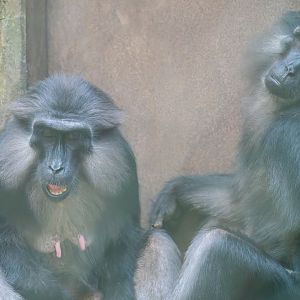 Tonkean Macaque - Macaca tonkeana