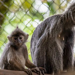 Silvered Leaf Monkey - Trachypithecus cristatus