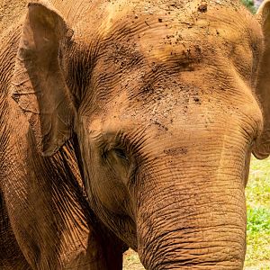 Sumatran Elephant - Elephas maximus sumatranus
