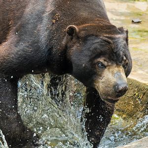 Sun Bear - Helarctos malayanus