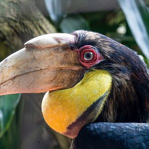 Wreathed Hornbill - Rhyticeros undulatus