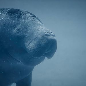 African manatee - Trichechus senegalensis