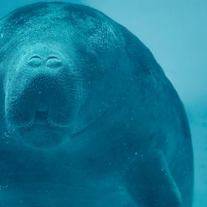 African manatee - Trichechus senegalensis