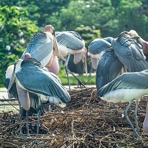 Greater Adjutant Stork - Leptoptilos dubius