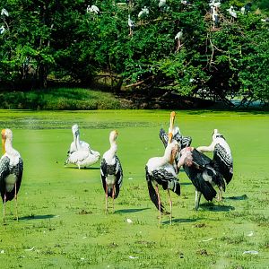 Painted Stork - Mycteria leucocephala