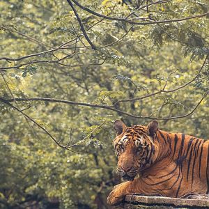 Tiger - Panthera tigris