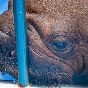 Walrus - Odobenus rosmarus