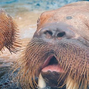 Walrus - Odobenus rosmarus