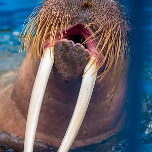 Walrus - Odobenus rosmarus