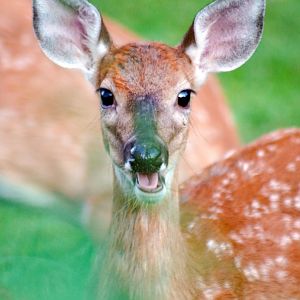 Sep. 2022 - White-tailed Deer Fawn (backyard)