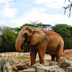 "Jamba" the african bush elephant - Belo Horizonte zoo