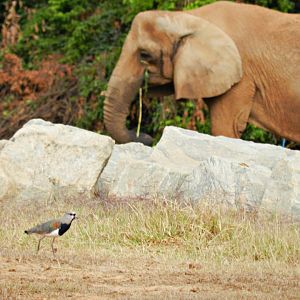 "Axé" and the lapwing - Belo Horizonte zoo