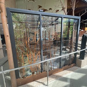 Eastern Gray Squirrel Exhibit