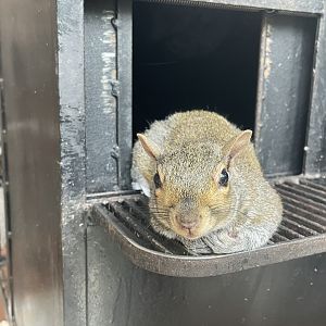 Eastern Gray Squirrel
