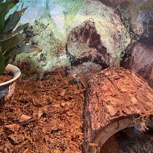 Ornate Box Turtle Exhibit