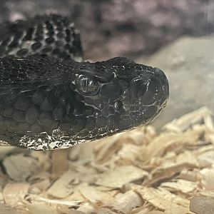 Timber Rattlesnake
