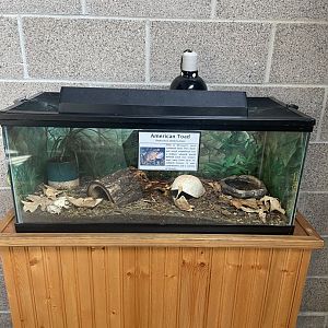 American Toad Terrarium