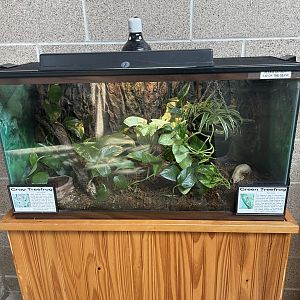 Green Treefrog and Gray Treefrog Terrarium