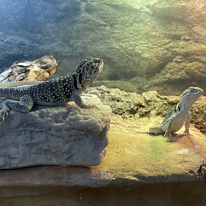 Eastern Collared Lizard