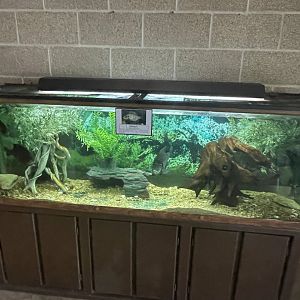 Bluegill Tank
