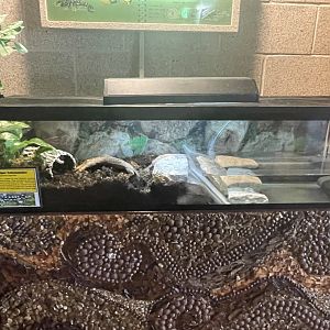 Eastern Tiger Salamander Exhibit