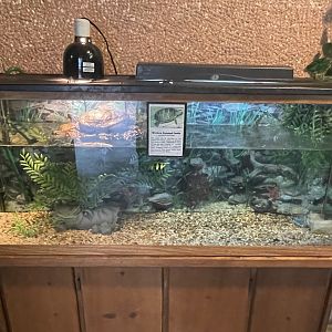 Western Painted Turtle Tank