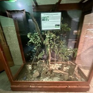 Southern Flying Squirrel Exhibit