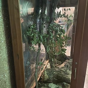 Southern Flying Squirrel Exhibit