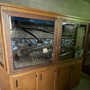 Eastern Mole Exhibit