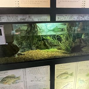 Alligator Snapping Turtle Tank