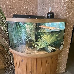 Common Musk Turtle Tank