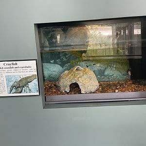 Crayfish Tank