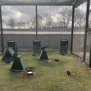 Bird Of Prey Yard